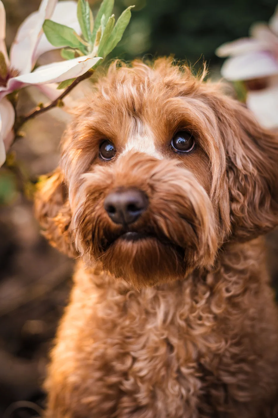 Een Cobberdog ligt ontspannen op een deken