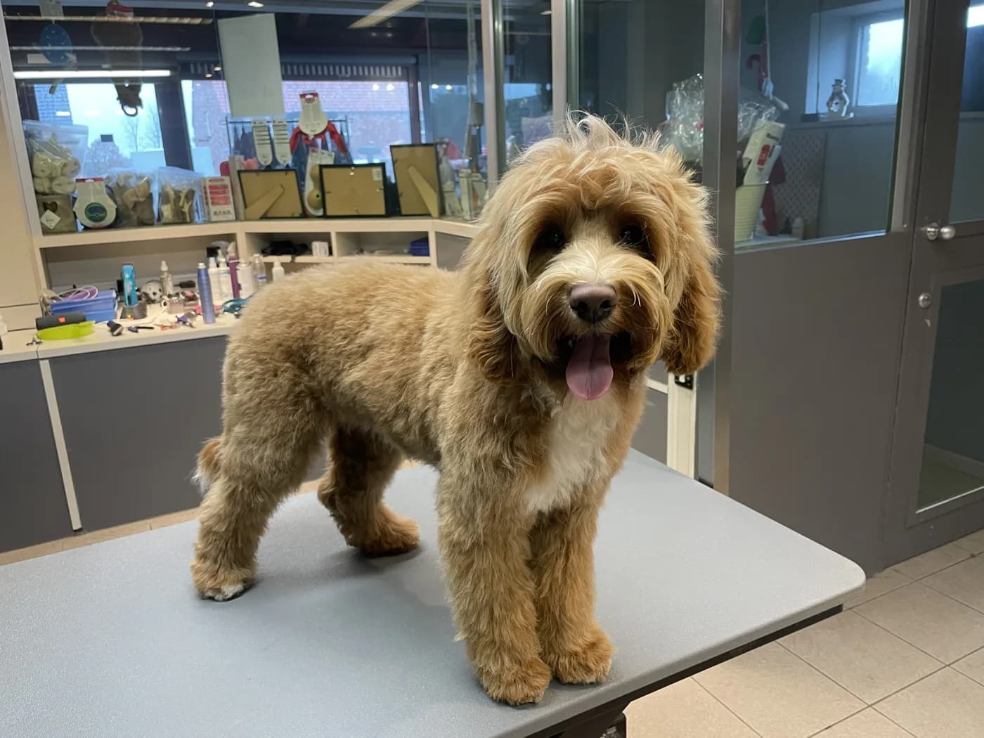 Een tevreden Cobberdog op de trimtafel in het salon