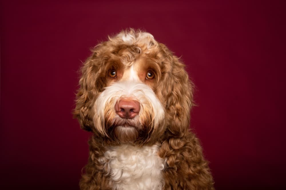 Portret van een Cobberdog