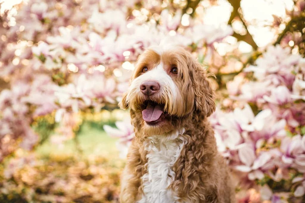 Kamiel, de Cobberdog van Jolien