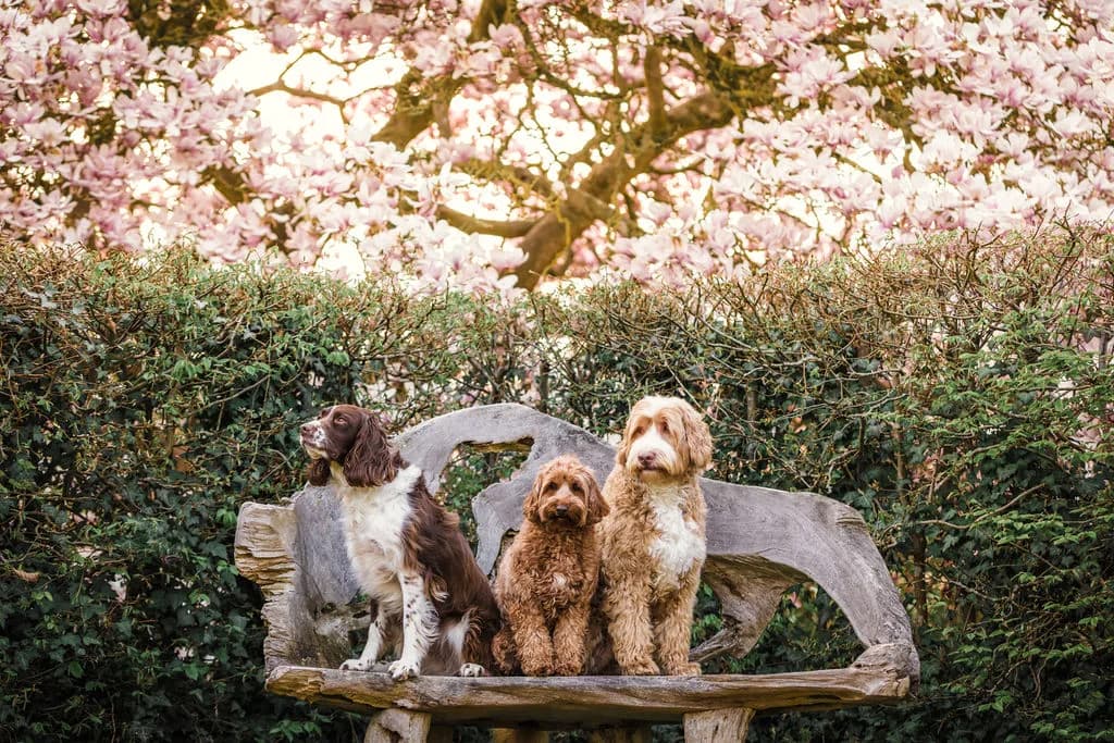 Jolien's honden samen op een bankje onder de magnolia